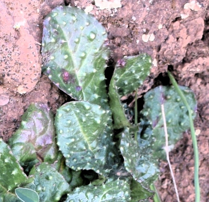 Helminthotheca spinosa photo 5