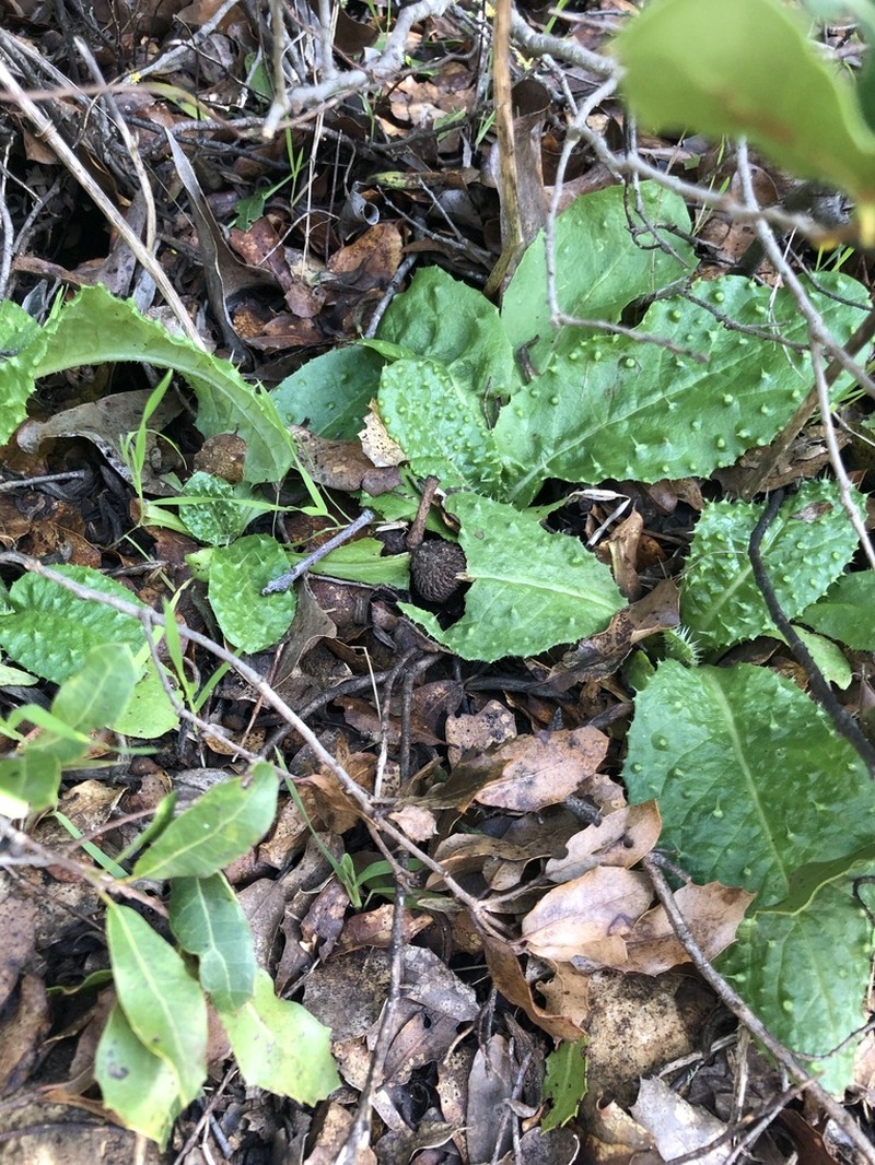 Helminthotheca spinosa photo 6