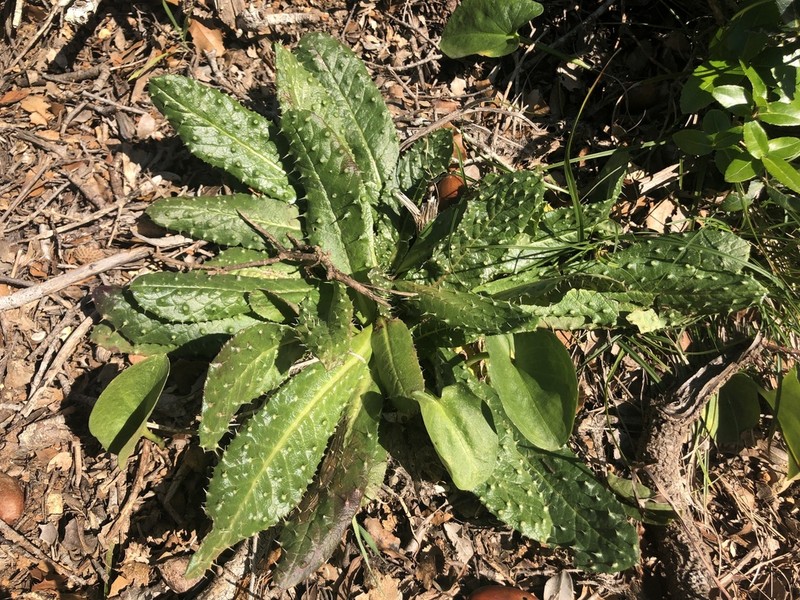 Helminthotheca spinosa photo 7