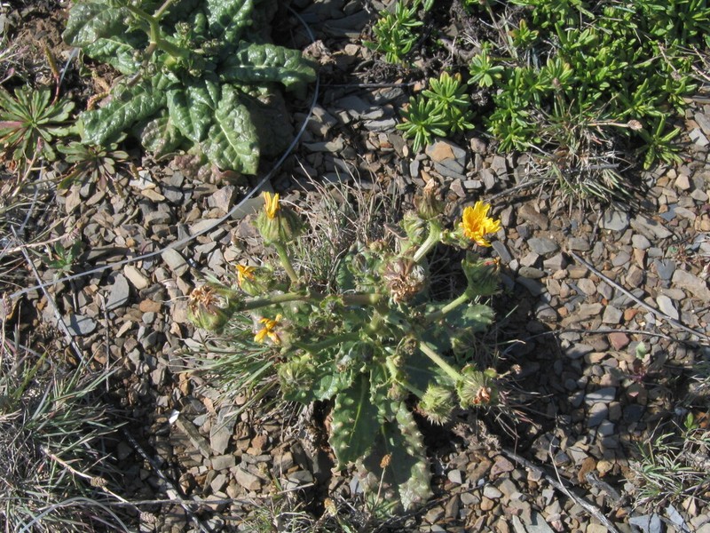 Helminthotheca spinosa photo 8
