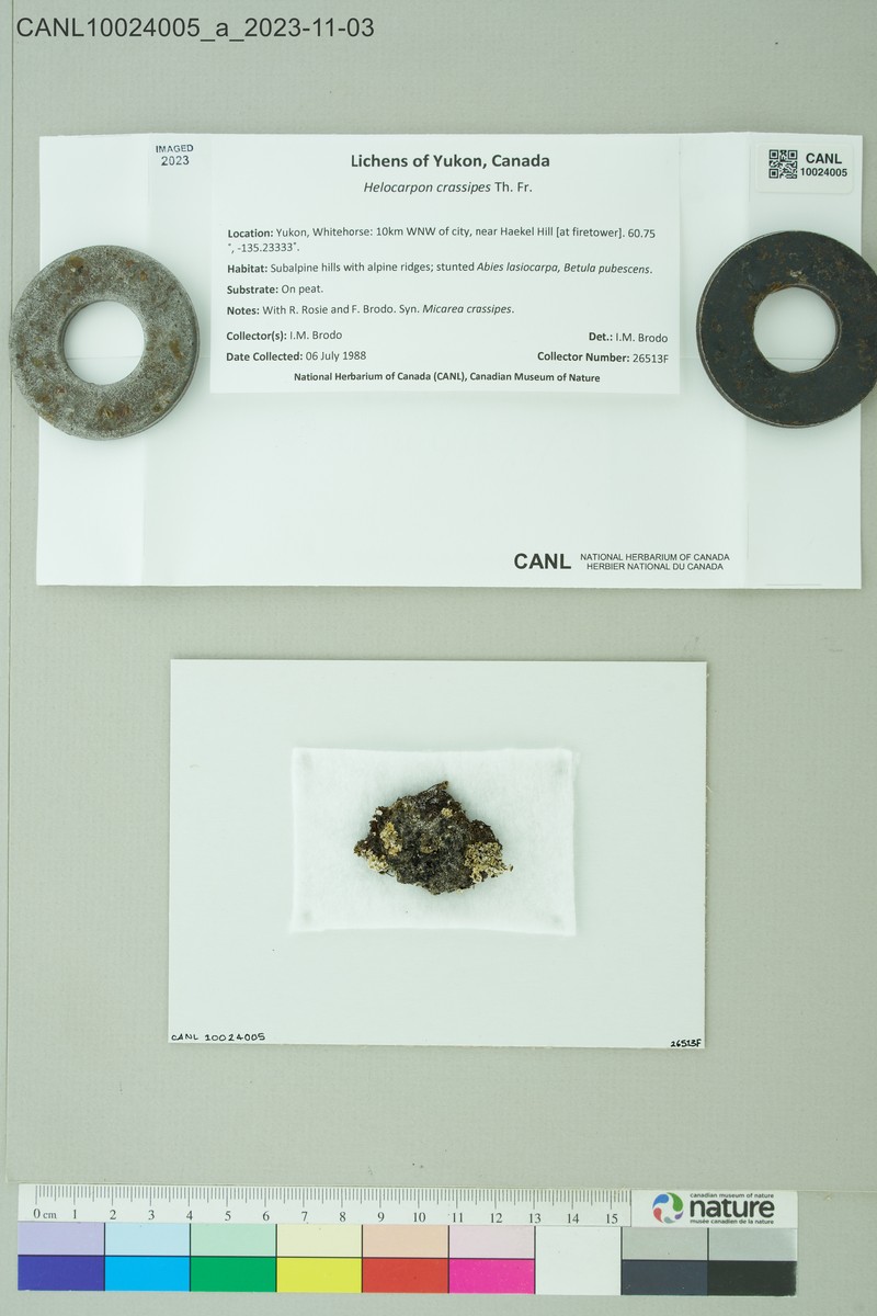 Helocarpon Lichen