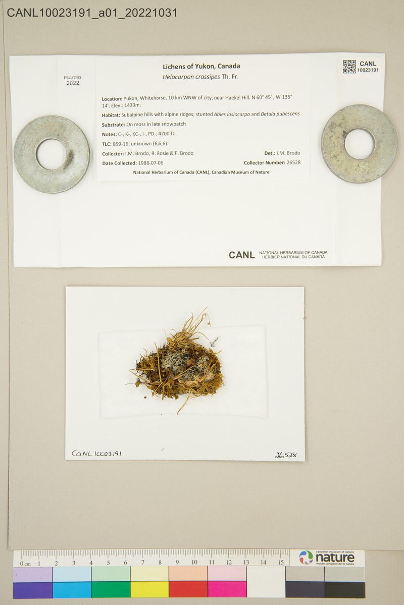 Helocarpon Lichen photo 2