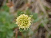 Alakai Swamp Island-Daisy