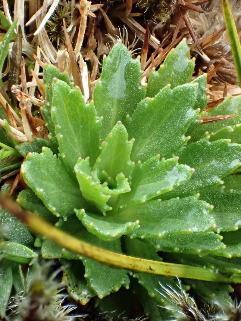 Alakai Swamp Island-Daisy photo 2