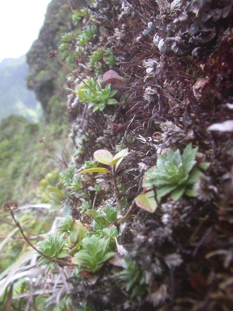 Alakai Swamp Island-Daisy photo 3