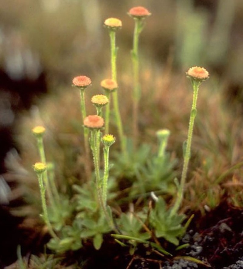 Mt. Waialeale Island-Daisy