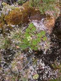 Howaiaulu Island-Daisy
