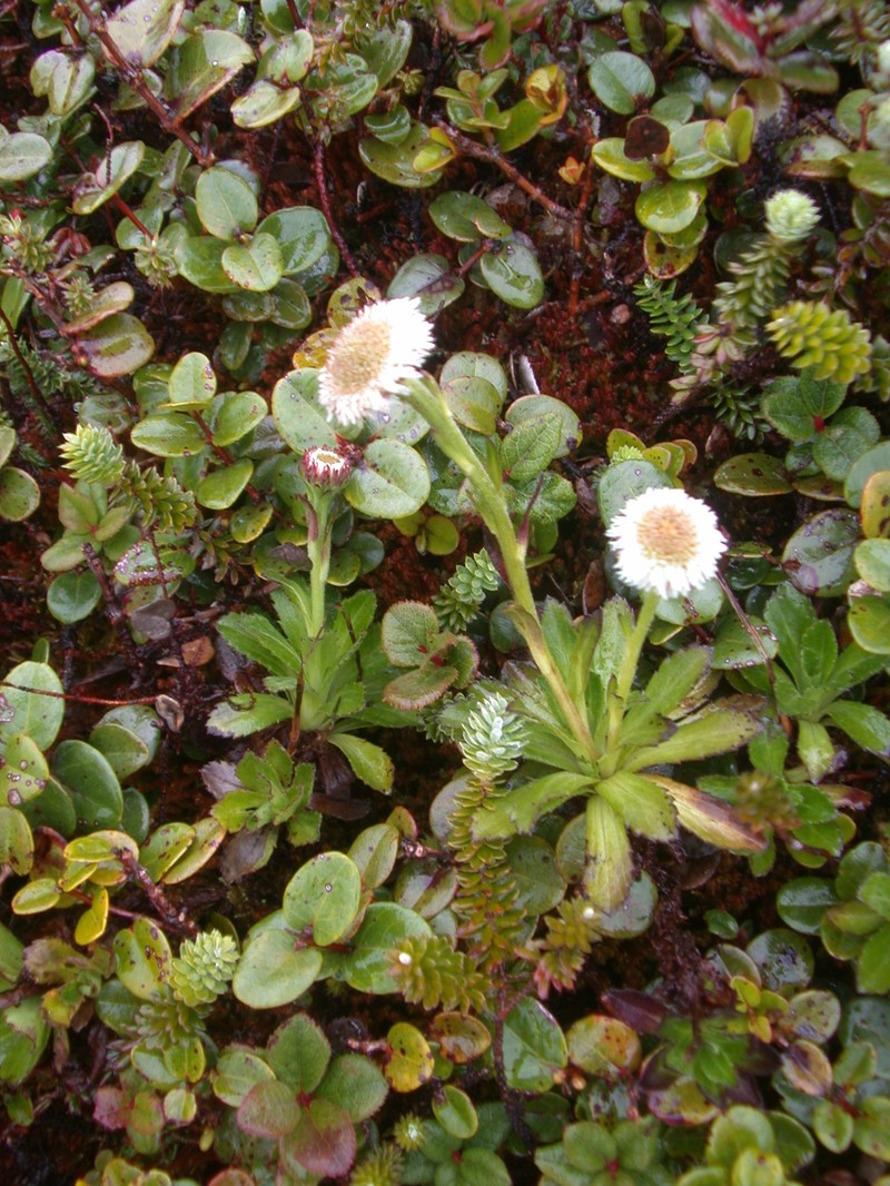 Howaiaulu Island-Daisy photo 2