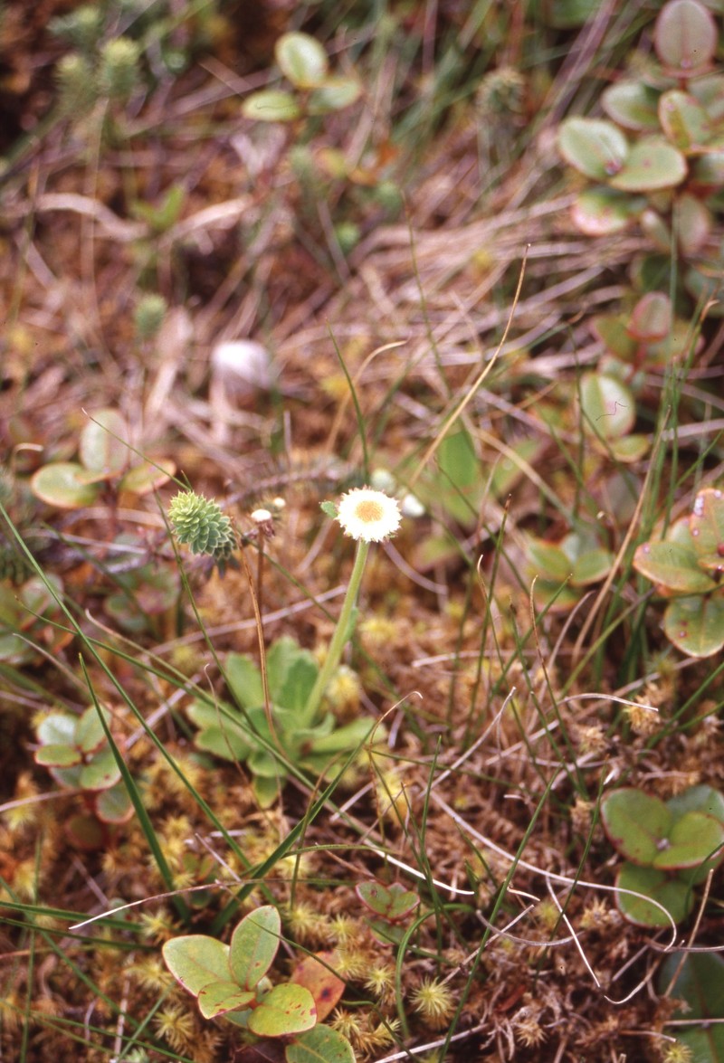 Howaiaulu Island-Daisy photo 3