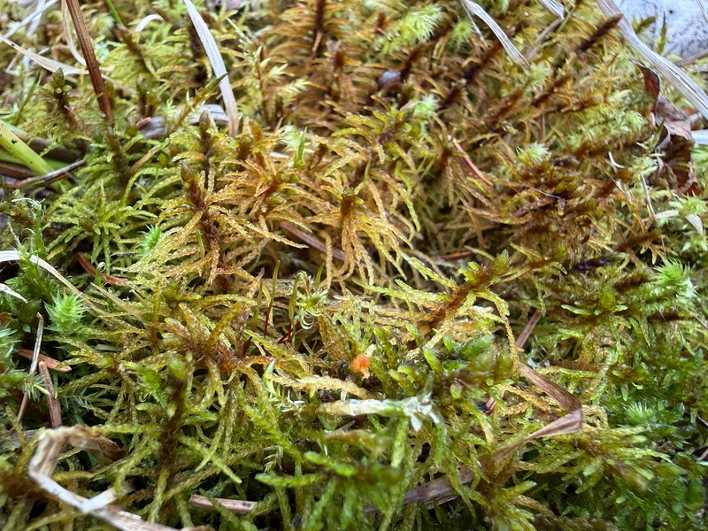 Blandow'S Helodium Moss