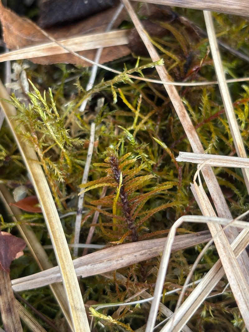 Blandow'S Helodium Moss photo 2