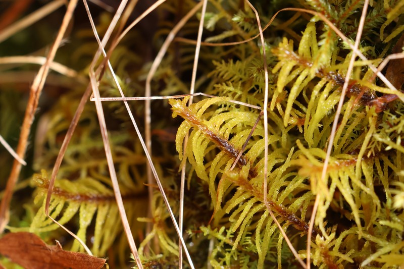 Blandow'S Helodium Moss photo 3