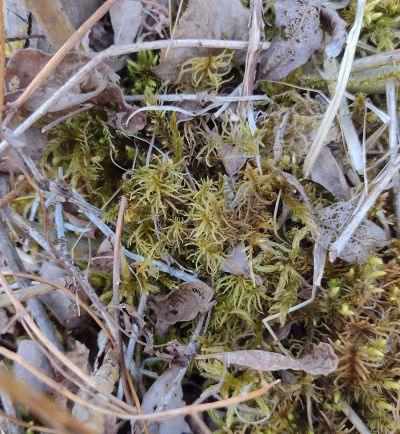 Blandow'S Helodium Moss photo 4