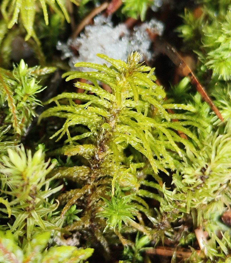 Blandow'S Helodium Moss photo 5