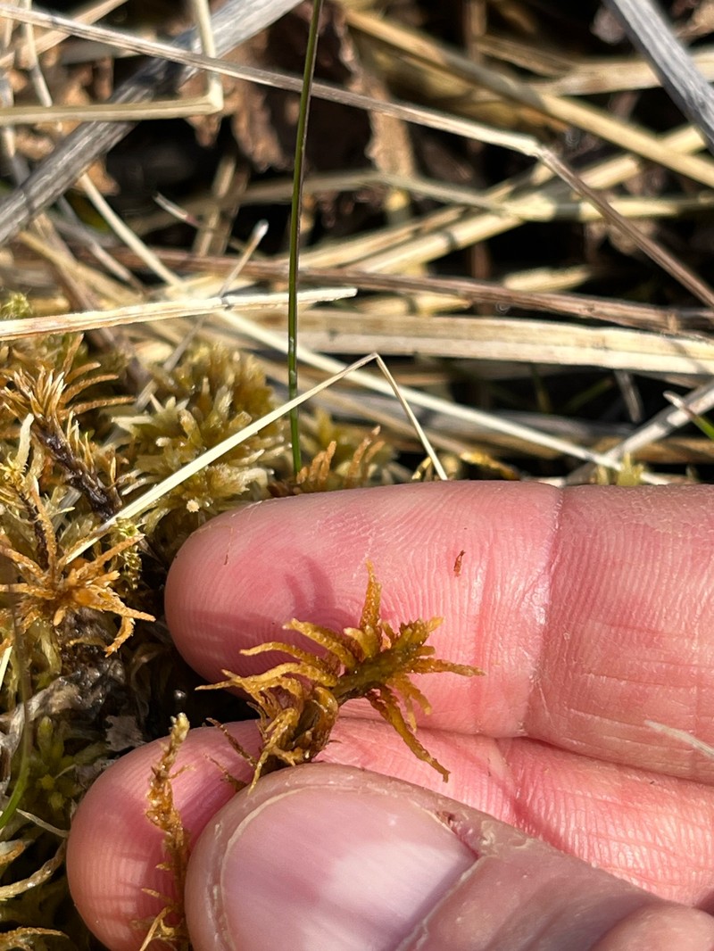Blandow'S Helodium Moss photo 6