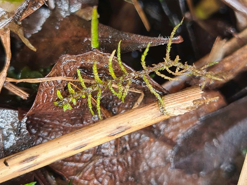 Blandow'S Helodium Moss photo 7