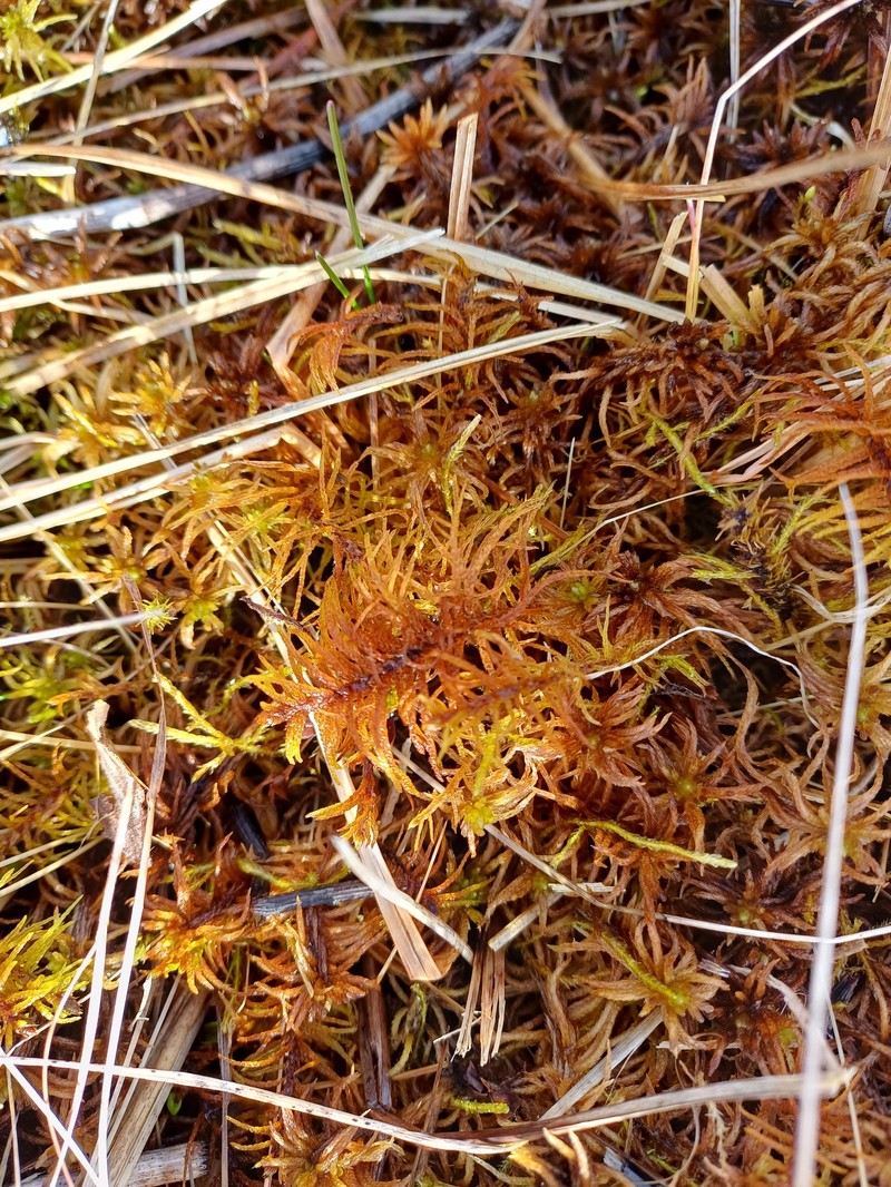 Blandow'S Helodium Moss photo 8