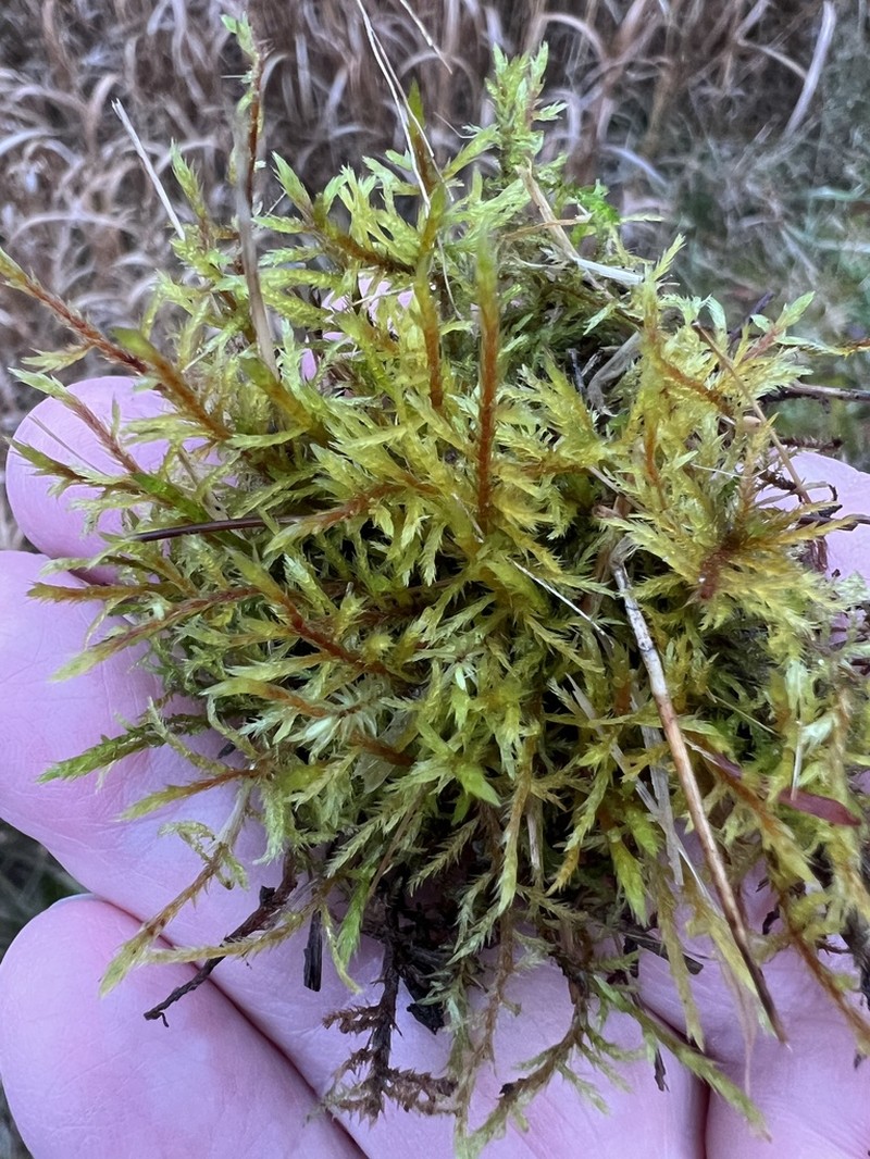 Helodium Moss