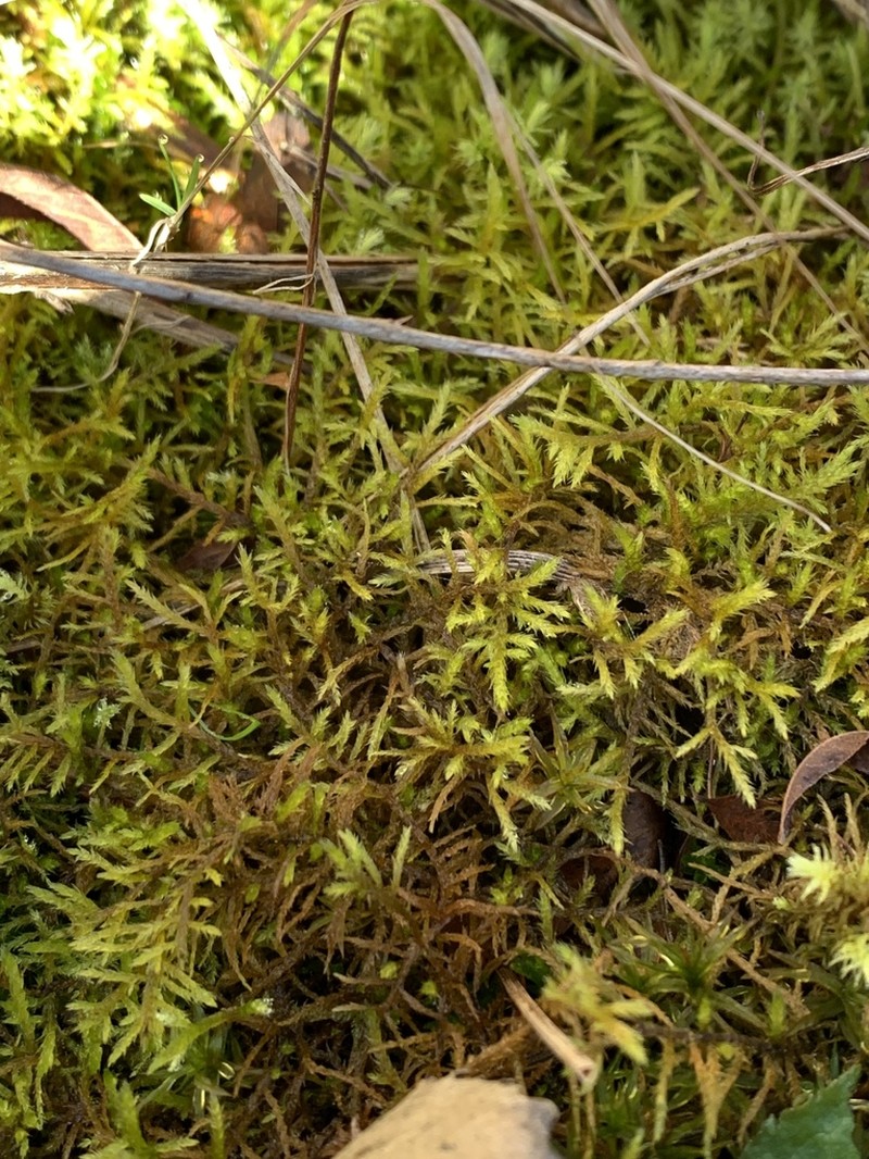 Helodium Moss photo 2