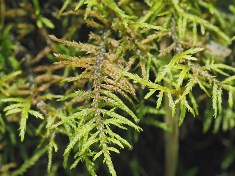 Helodium Moss photo 3