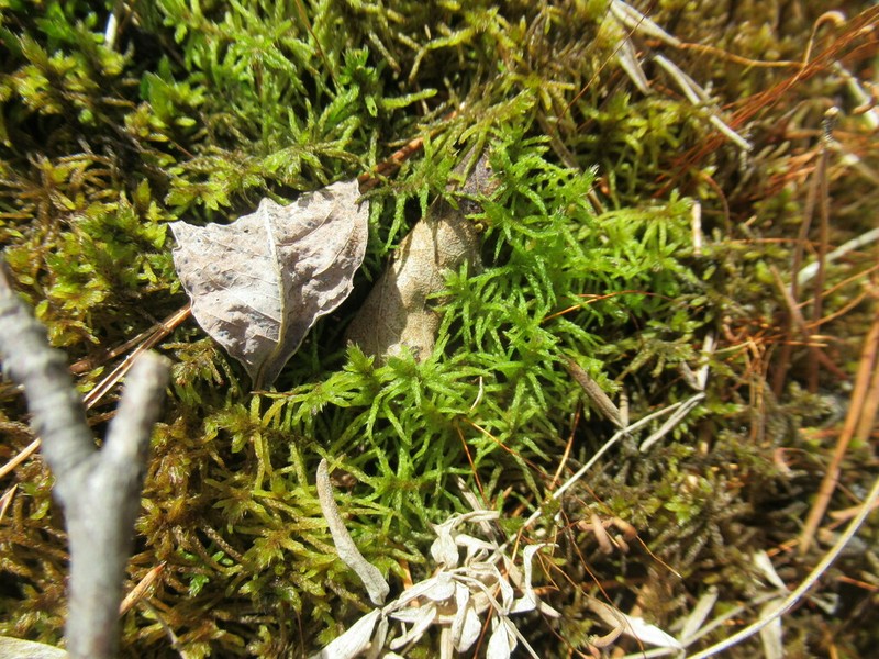 Helodium Moss photo 4