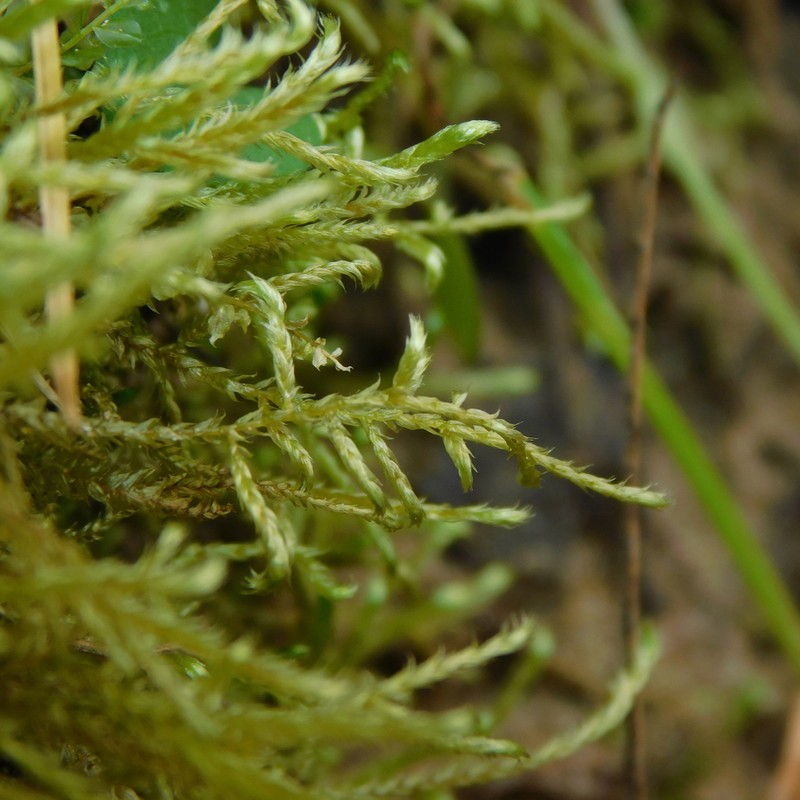 Helodium Moss photo 5