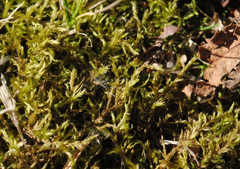 Helodium Moss photo 6