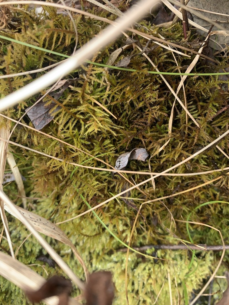 Helodium Moss photo 7