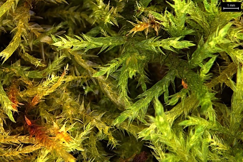 Helodium Moss photo 8
