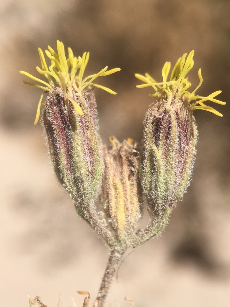 Helogyne apaloidea