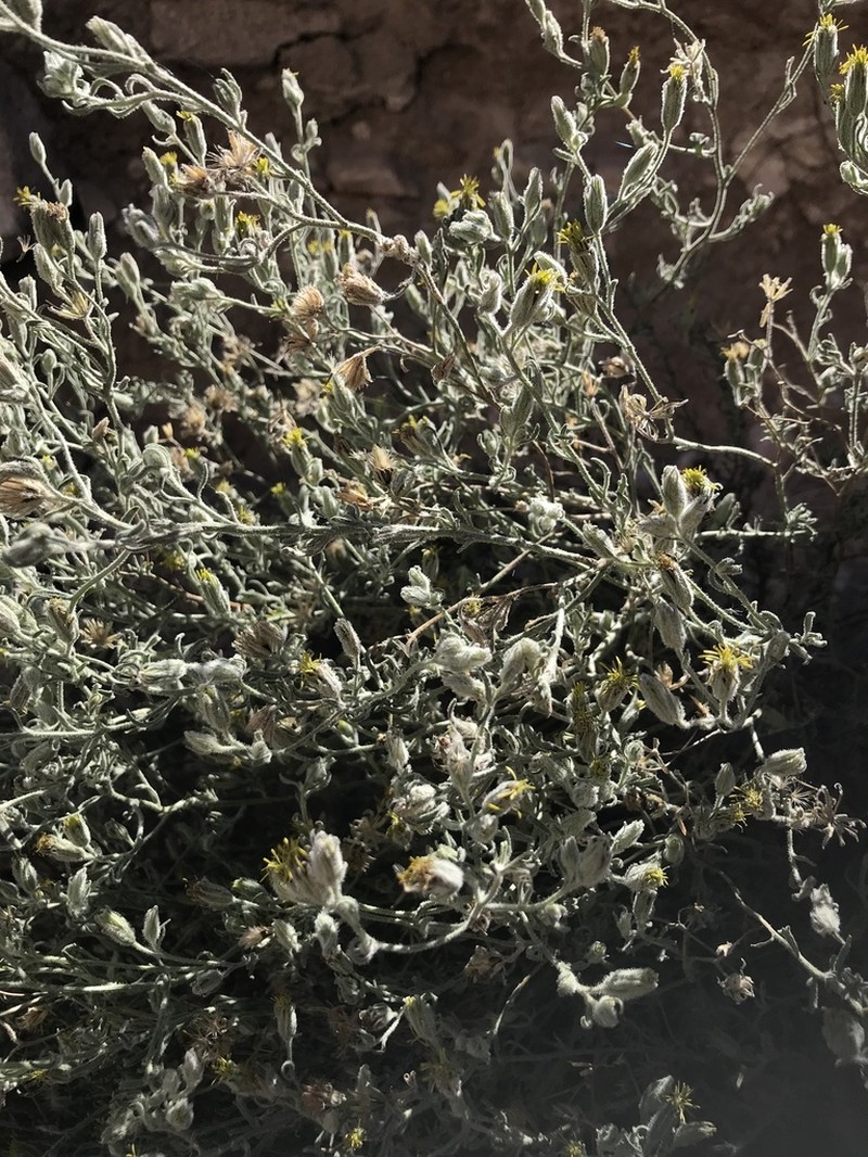 Helogyne apaloidea photo 2