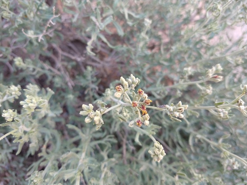 Helogyne apaloidea photo 4