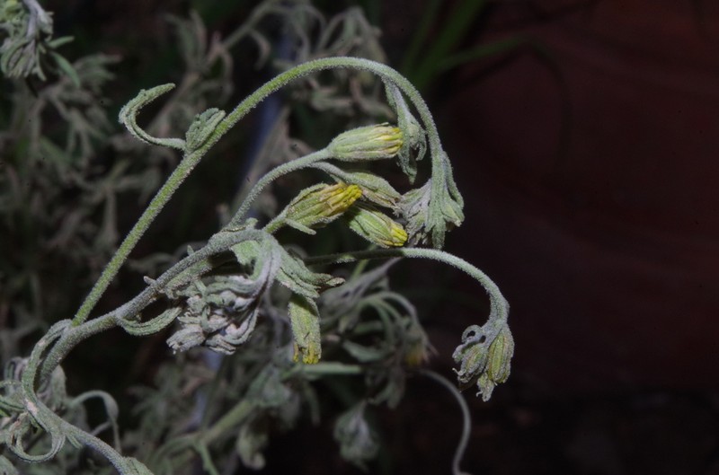 Helogyne apaloidea photo 5