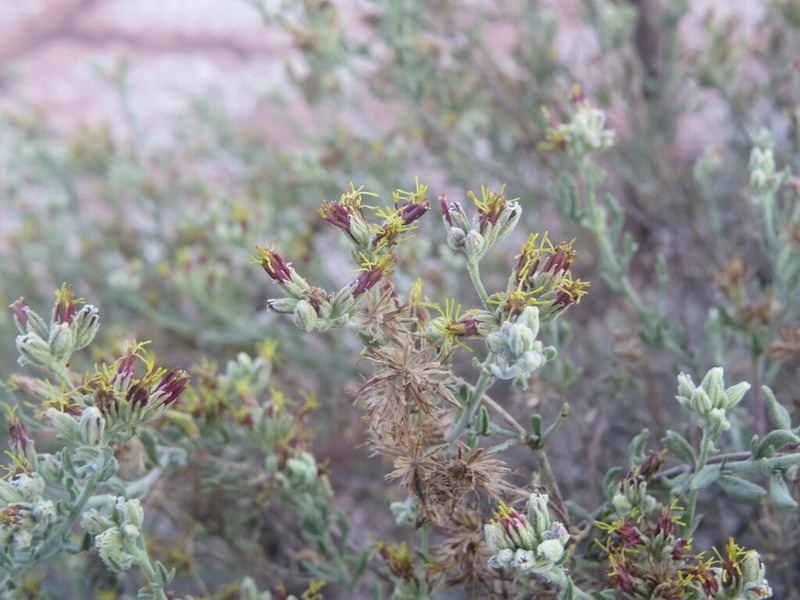 Helogyne apaloidea photo 6