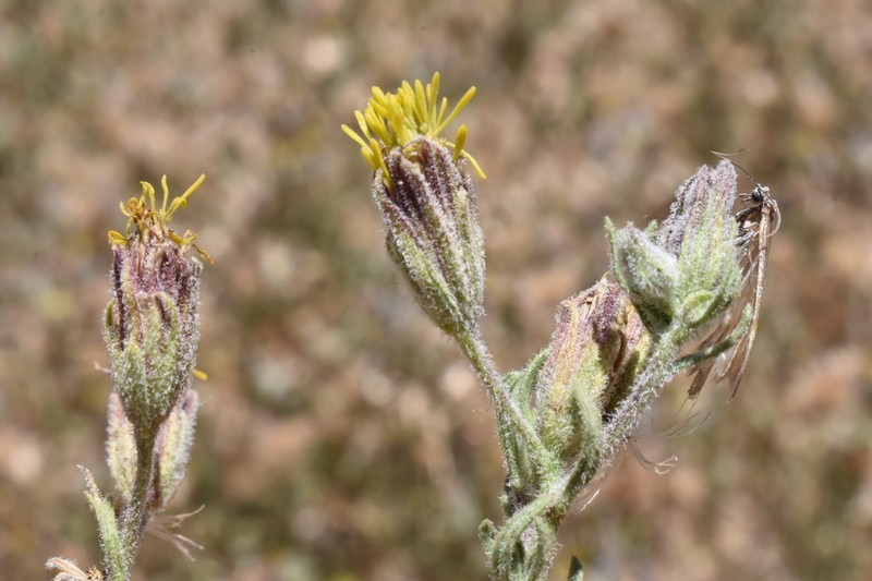 Helogyne apaloidea photo 8