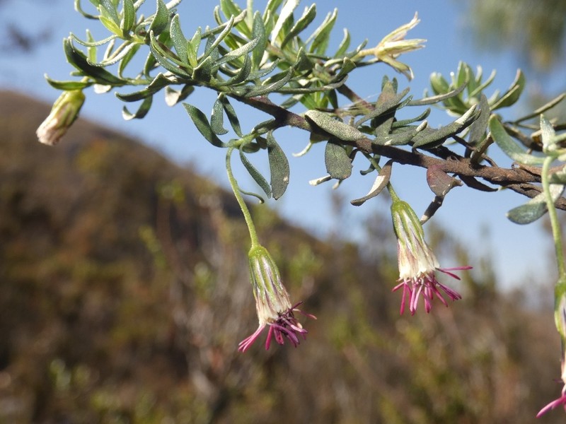 Helogyne calocephala