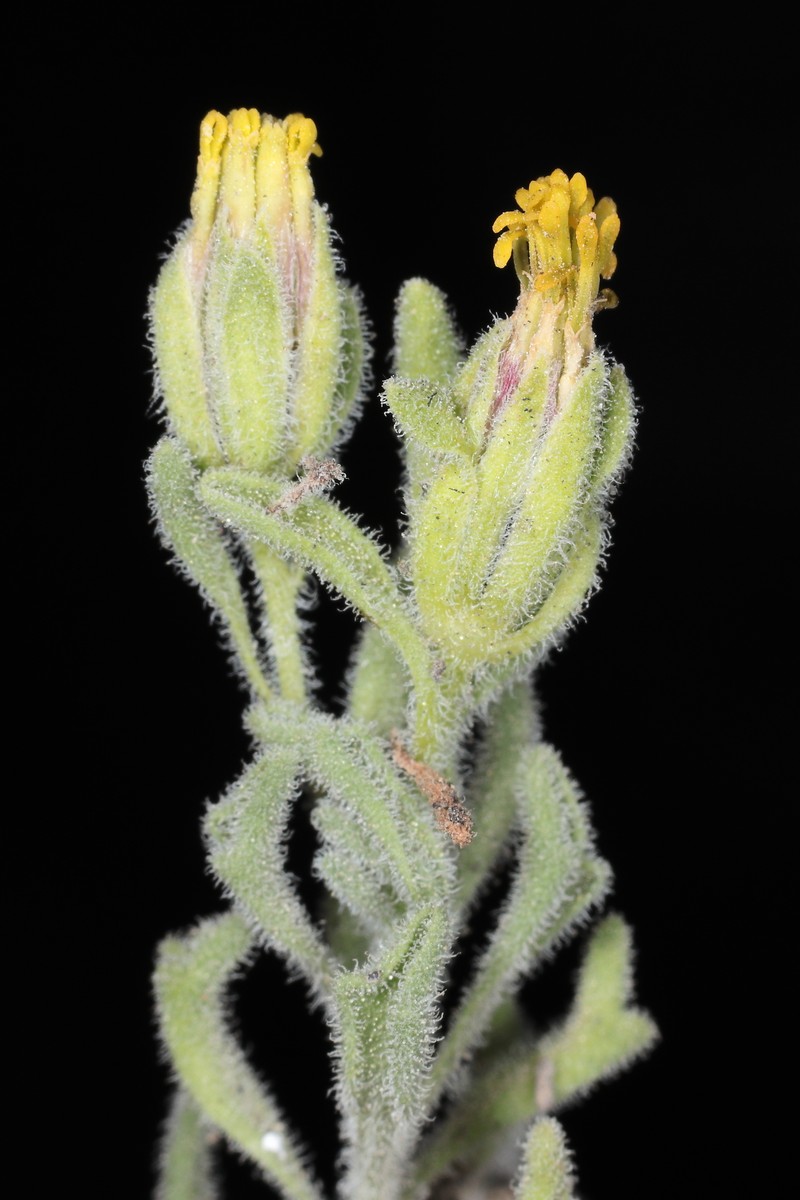 Helogyne hutchisonii photo 3