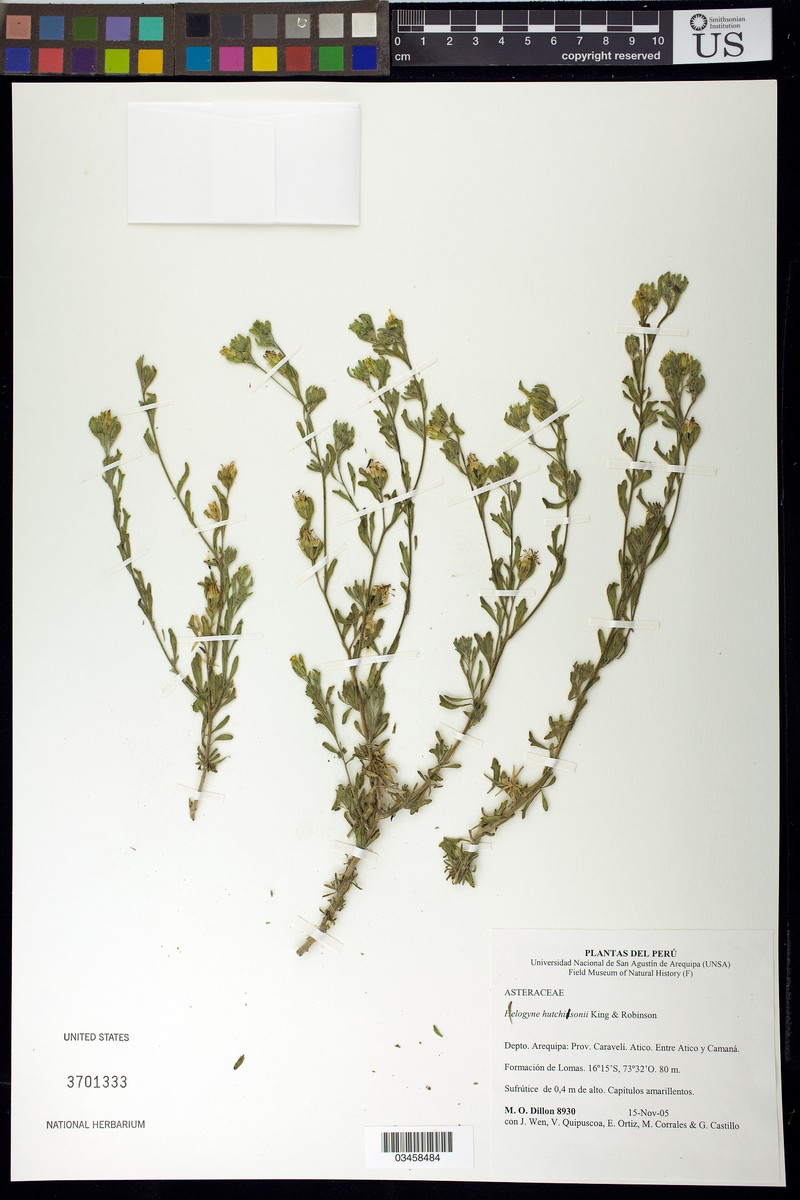 Helogyne hutchisonii photo 4