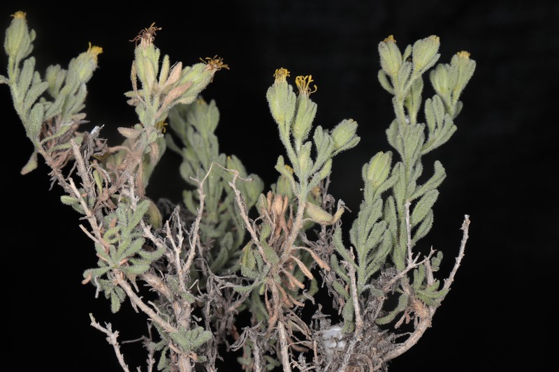 Helogyne hutchisonii