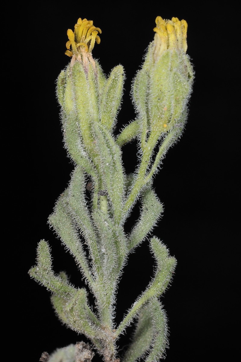 Helogyne hutchisonii photo 6