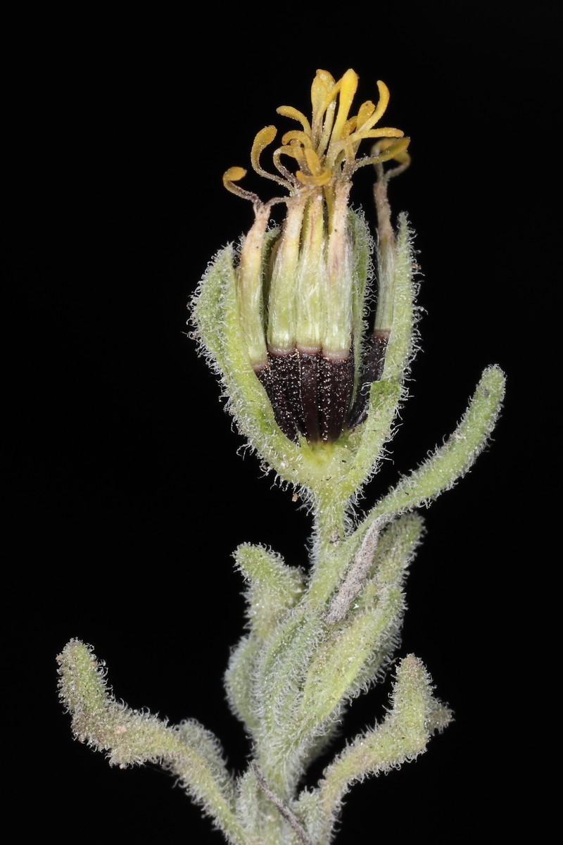 Helogyne hutchisonii photo 7