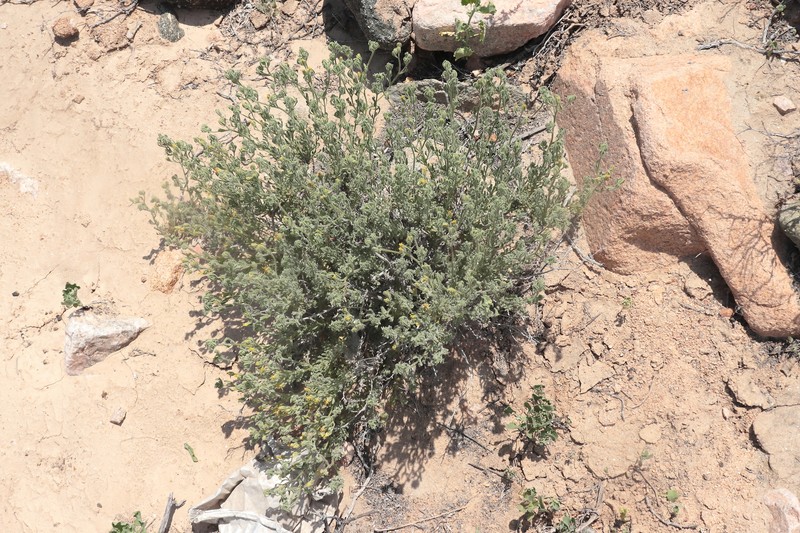 Helogyne hutchisonii photo 8