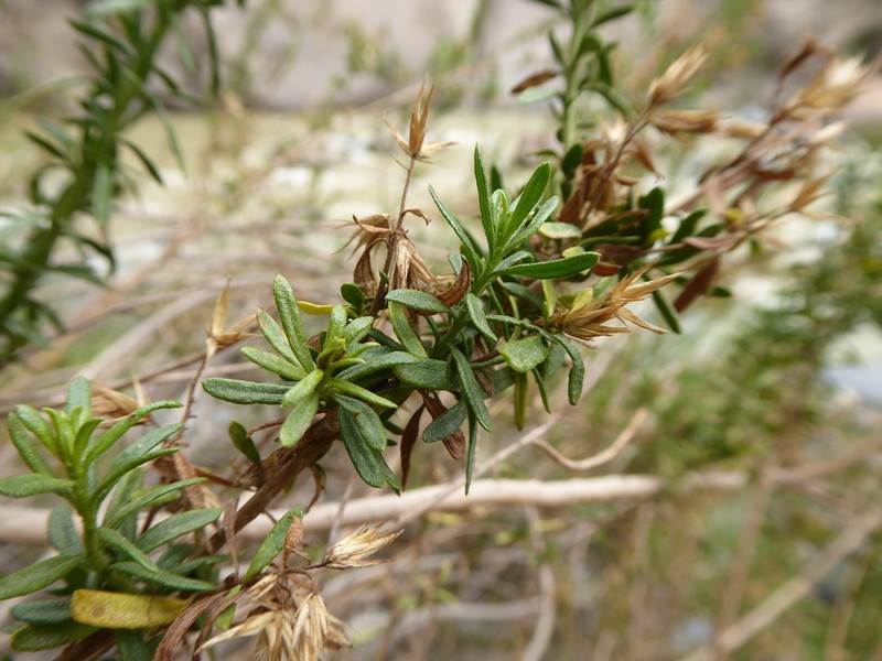 Helogyne straminea
