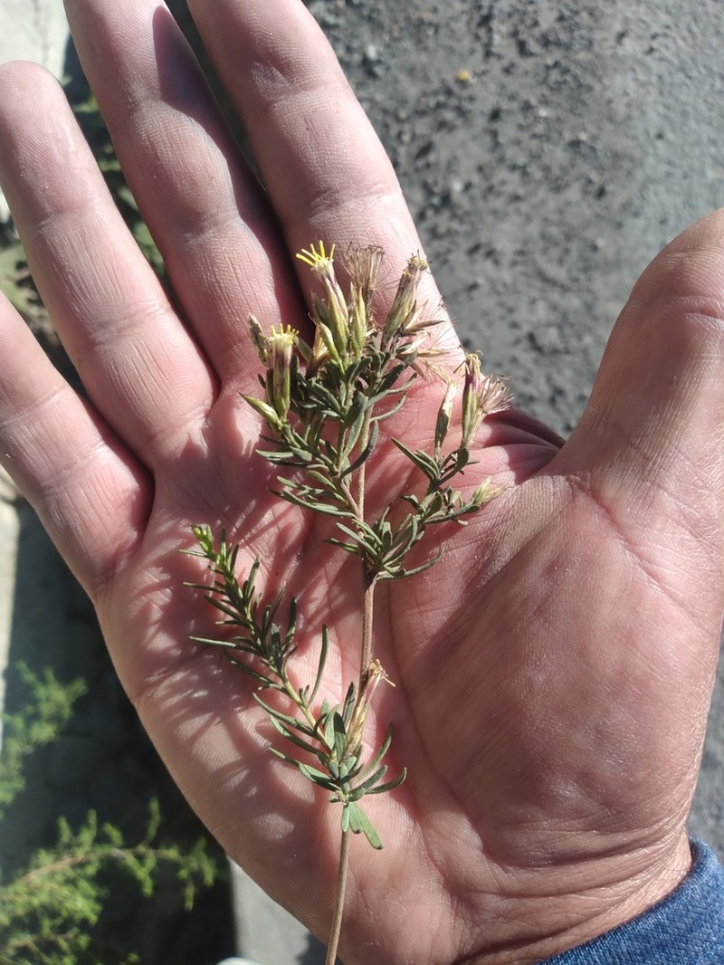 Helogyne straminea photo 2