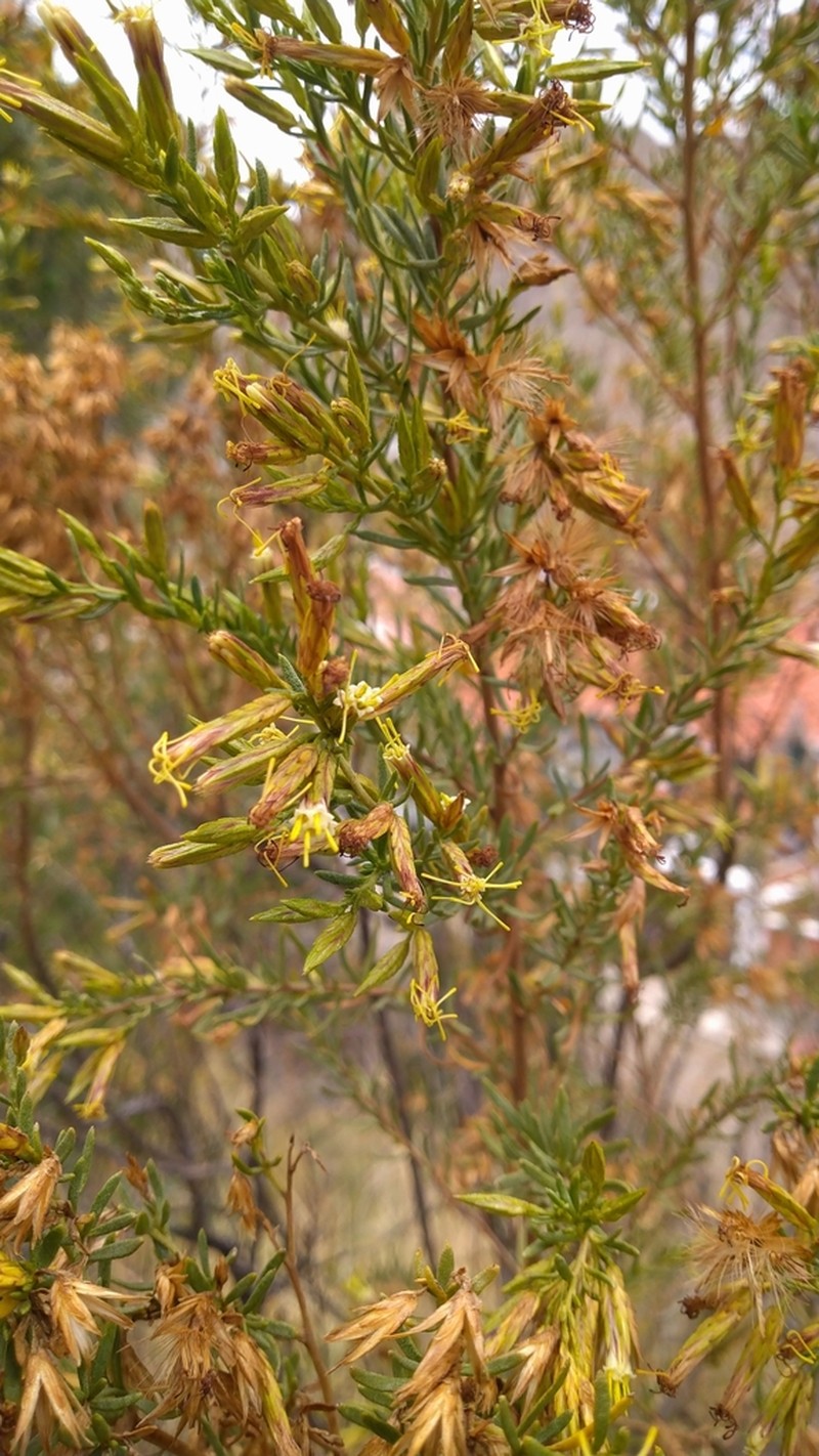 Helogyne straminea photo 3
