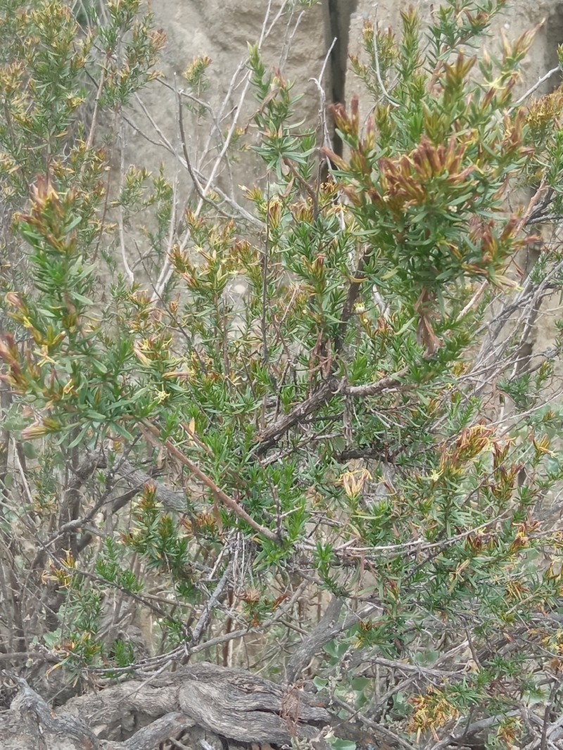 Helogyne straminea photo 4