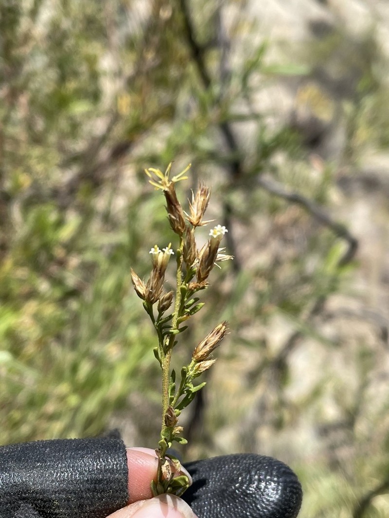 Helogyne straminea photo 5