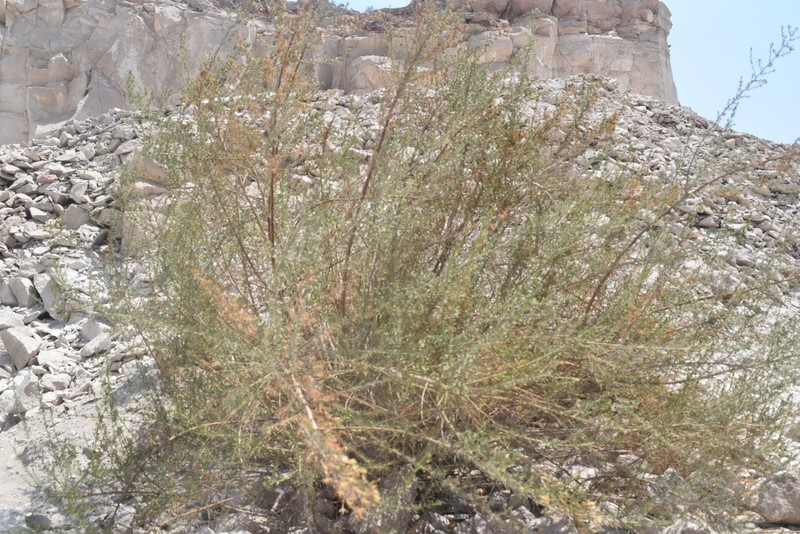 Helogyne straminea photo 6