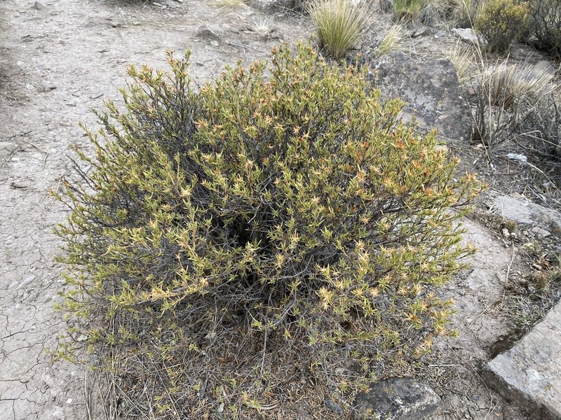 Helogyne straminea photo 7