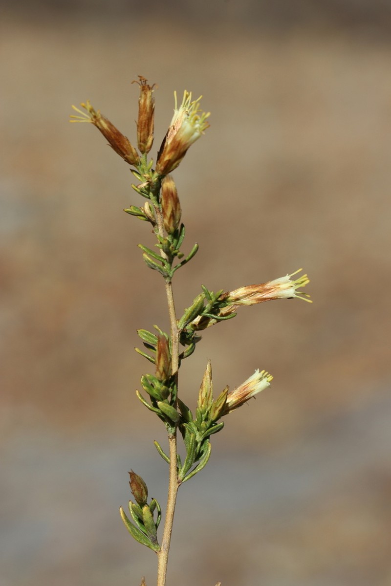 Helogyne straminea photo 8